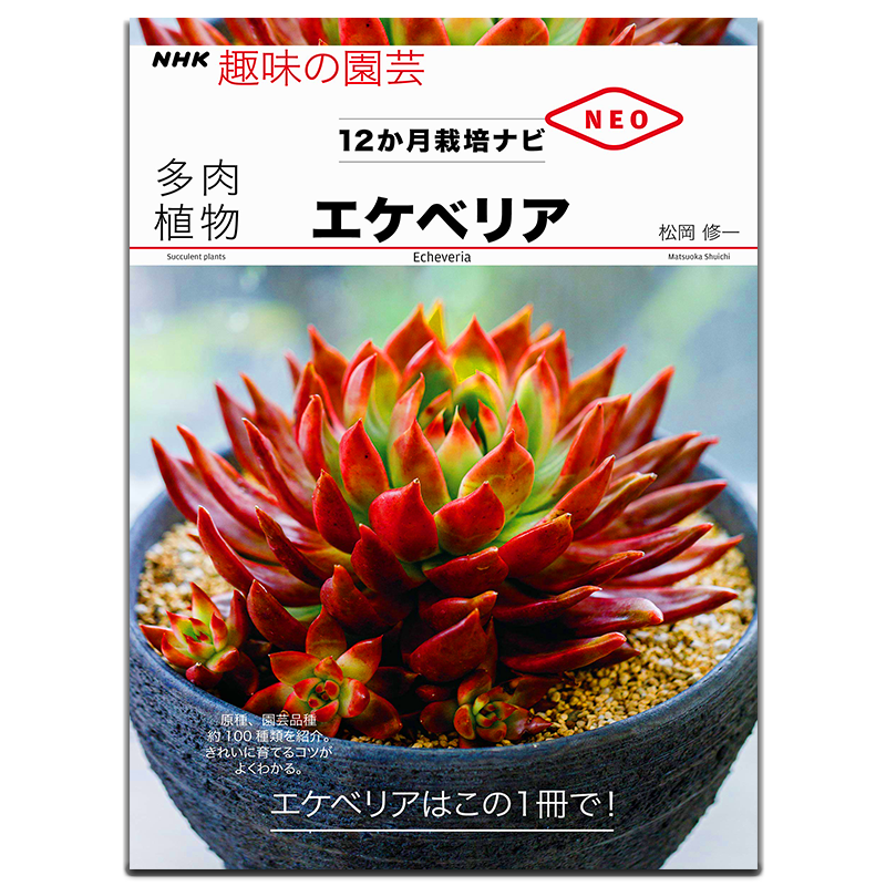 多肉植物多肉植物石莲花