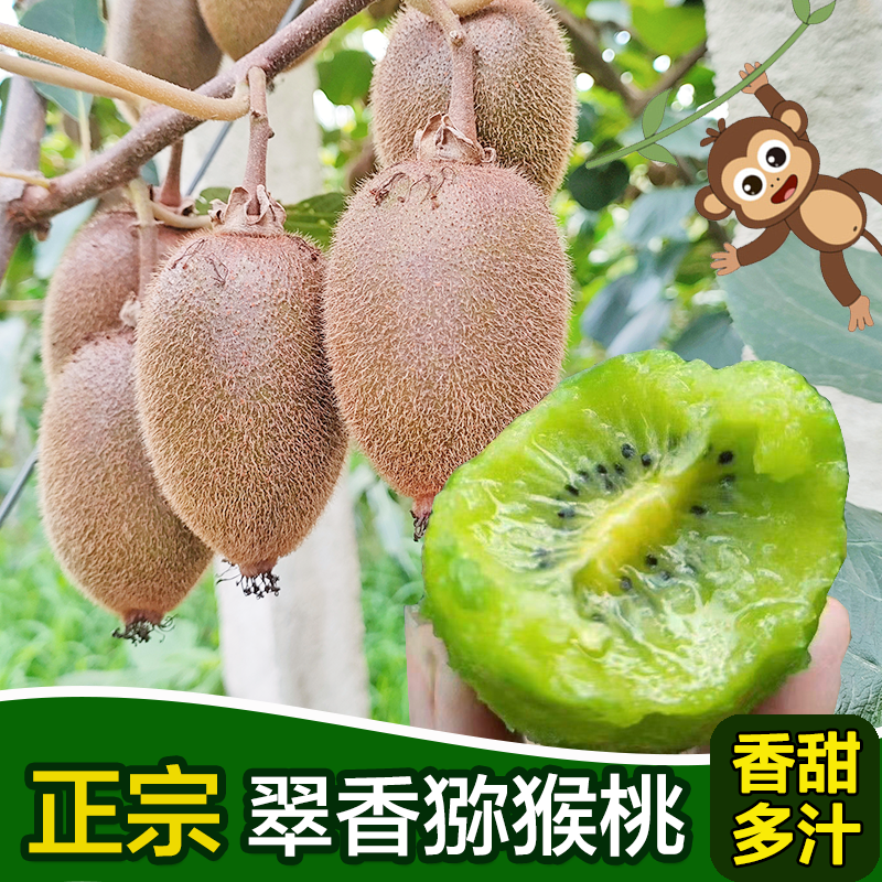 周至翠香猕猴桃现摘现发纯甜无酸