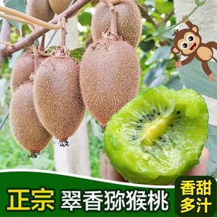 周至翠香猕猴桃新鲜农家现摘现发绿心奇异果香甜大果孕妇水果送礼