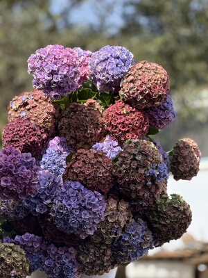 晚秋 重瓣绣球云南昆明基地直发