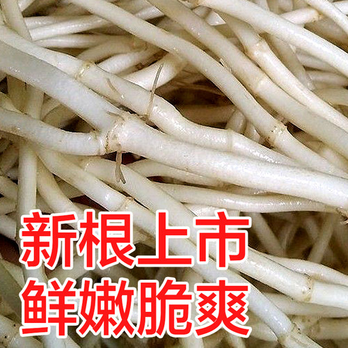 新鲜鱼腥草折耳根节节根现挖发货