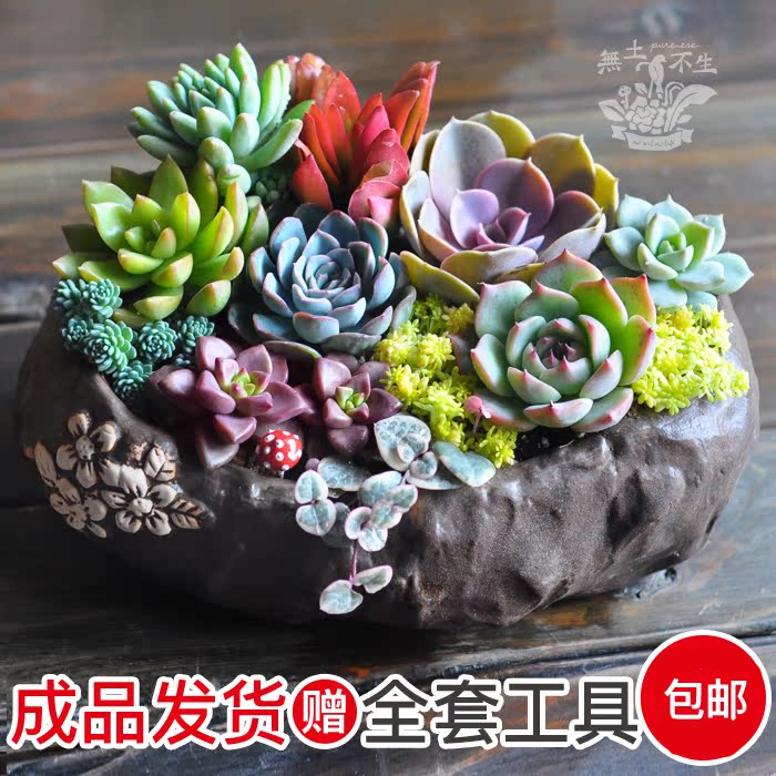 新手套装女神节礼物包邮成品多肉