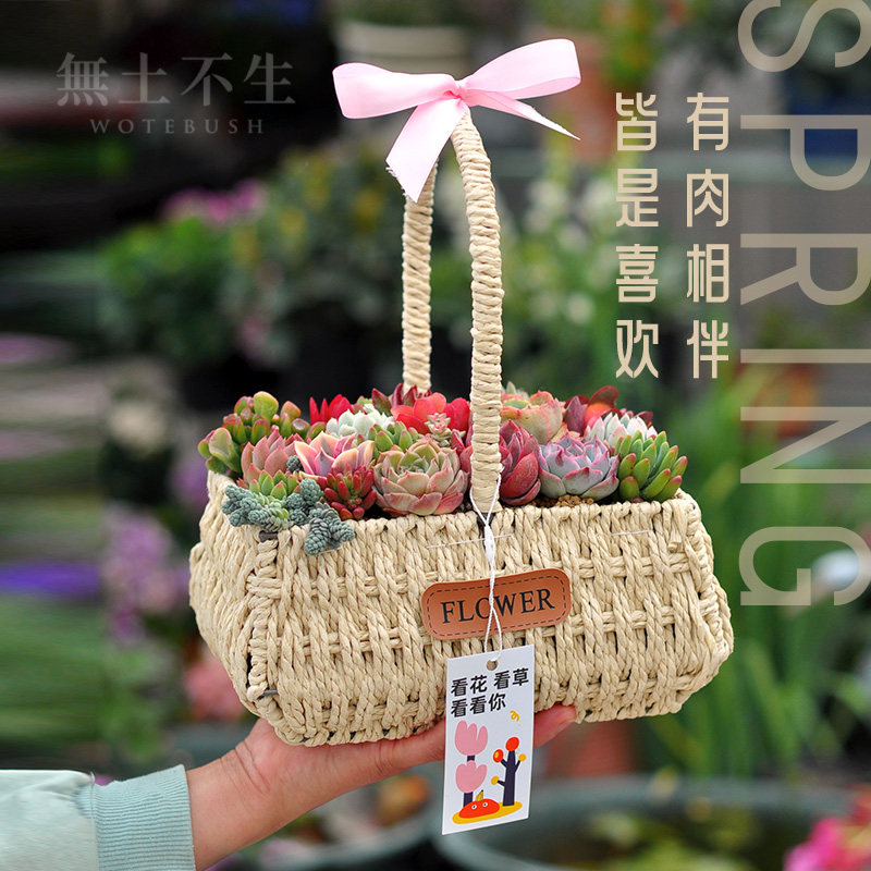 手提花篮多肉植物组合盆栽大颗好养绿植室内盆栽伴手礼教师节礼物