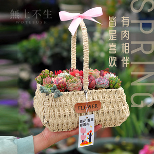 手提花篮多肉植物组合盆栽大颗好养绿植室内盆栽伴手礼女神节礼物