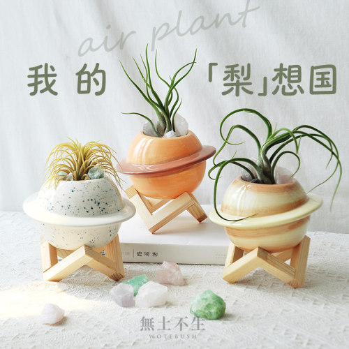 空气凤梨桌面绿植防辐射小摆件