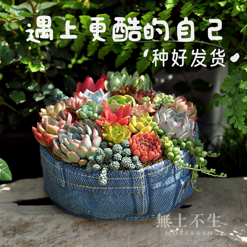 肉肉植物多肉小盆栽大颗好养室内盆栽办公创意桌面绿植教师节礼物