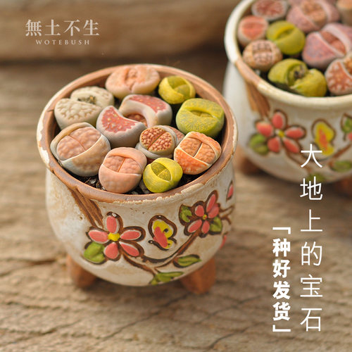 生石花组合套餐带盆栽好