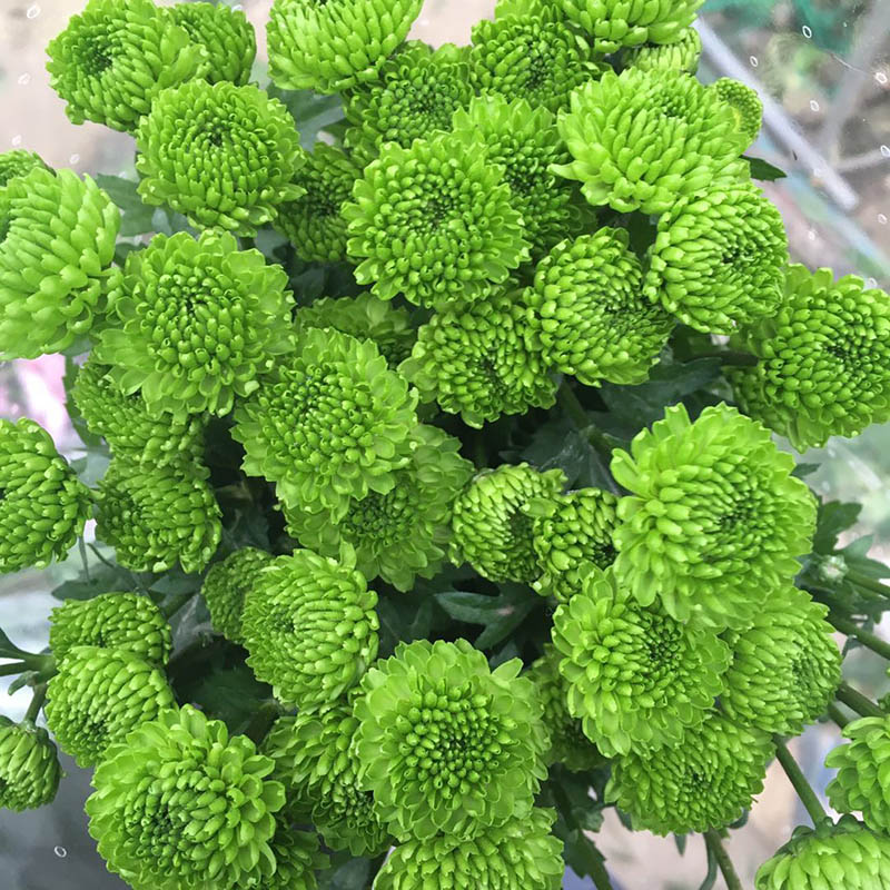 鮮花速遞雛菊包月鮮花一扎包郵昆明直發玫瑰百合向日葵菊花康乃馨