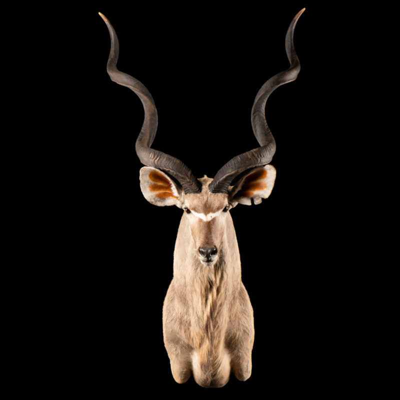 财虎标本扭角林羚头肩动物高奢艺术家居摆件客厅墙面装饰品挂件