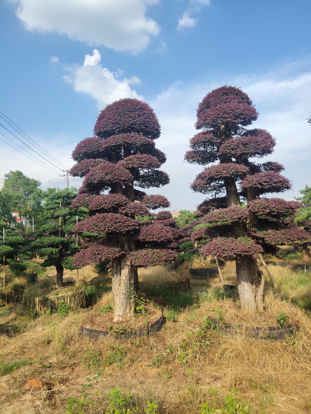 红继木桩 红继盆景 嫁接红花继木 红花檵木桩 红桎木桩 红继木
