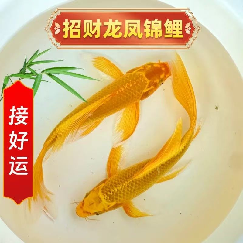 黄金锦鲤活鱼招财鱼金鱼活鱼好养耐活冷水鱼鱼苗活体小金鱼观赏鱼