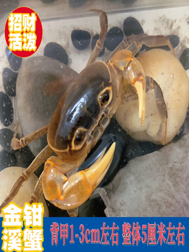 观赏蟹原生溪流蟹深水蟹迷你小螃蟹宠物清理鱼龟残食吃除藻华溪蟹