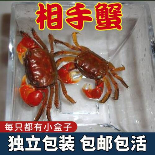 相手蟹辣椒摆摊观赏将军淡水