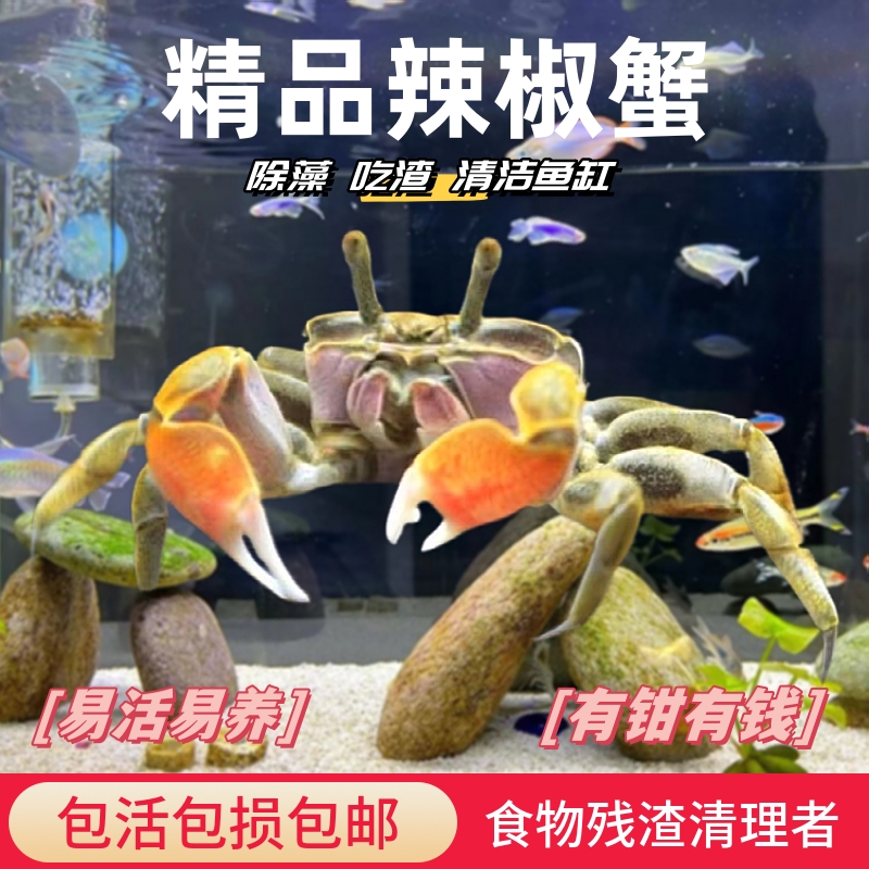 辣椒蟹迷你水族活体观赏动物