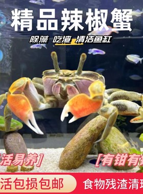辣椒蟹迷你水族活体观赏动物