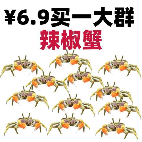 辣椒蟹迷你活体观赏淡水宠物