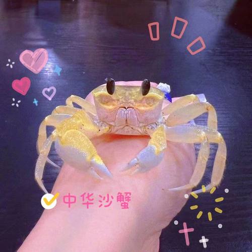 沙蟹观赏蟹小螃蟹中华沙蟹勾手蟹寄居蟹溪雨刮器蟹老板寄居蟹宠物