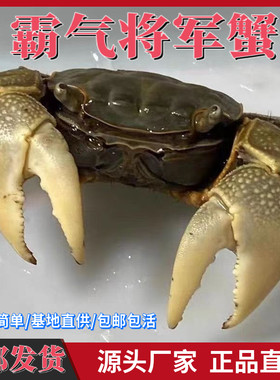 将军蟹相手观赏淡水招潮辣椒