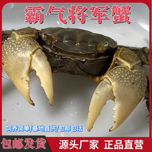 将军蟹相手蟹活体水族螃蟹深水蟹观赏蟹淡水招潮蟹辣椒蟹豹点蟹