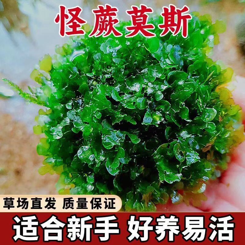散装莫斯真水草鱼缸造景怪蕨松茸火焰大三角美凤新手增氧水下植物