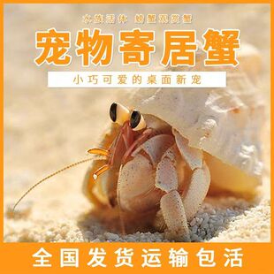 寄居蟹宠物活物海水短腕灰白深紫观赏蟹活体懒人宠物