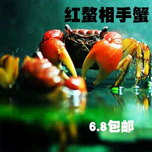 相手蟹相守蟹儿童观赏蟹将军蟹淡水螃蟹活体宠物水族宠物辣椒蟹