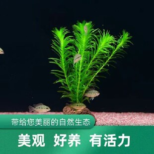 蜈蚣草迷你九冠水草带底环火山石环好养耐活增氧净化水草真草