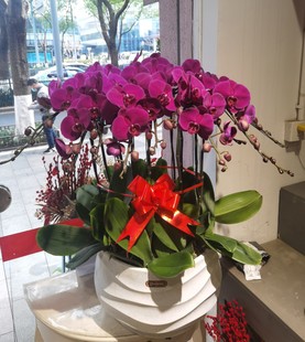 年宵花蝴蝶兰鲜花盆栽送客户长辈乔迁开业宁波鲜花店同城速递