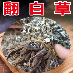 现货翻白草整棵带根新货干品翻白草山区正品免邮翻白草根500g正品