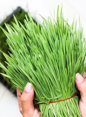 新鲜小麦草 清体小麦汁 小麦青汁原料青汁农家种植原生态绿色麦苗