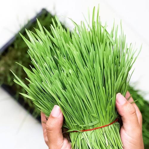 新鲜小麦草 清体小麦汁 小麦青汁原料青汁农家种植原生态绿色麦苗