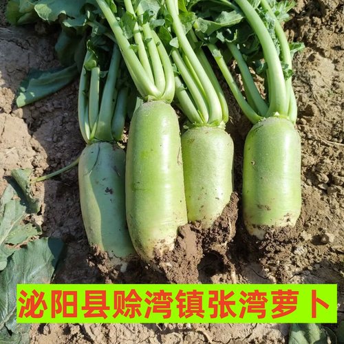 张湾萝卜新鲜现挖生吃脆灵