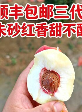 第三代朱砂红桃正宗泌阳县马谷田镇朱砂红桃现摘白桃嫁接甜不酸