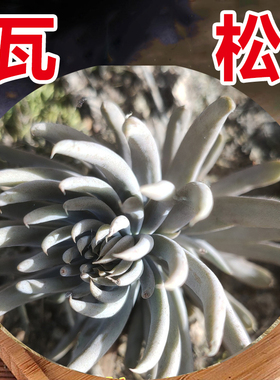 农家特产新鲜正宗瓦松瓦松草瓦花多肉向天王铁塔草干瓦松新货包邮