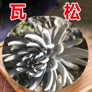 农家特产新鲜正宗瓦松瓦松草瓦花多肉向天王铁塔草干瓦松新货包邮