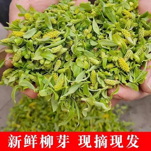 新鲜柳树芽柳絮2026早春农家现摘柳芽菜野菜春季头茬柳芽野菜包邮