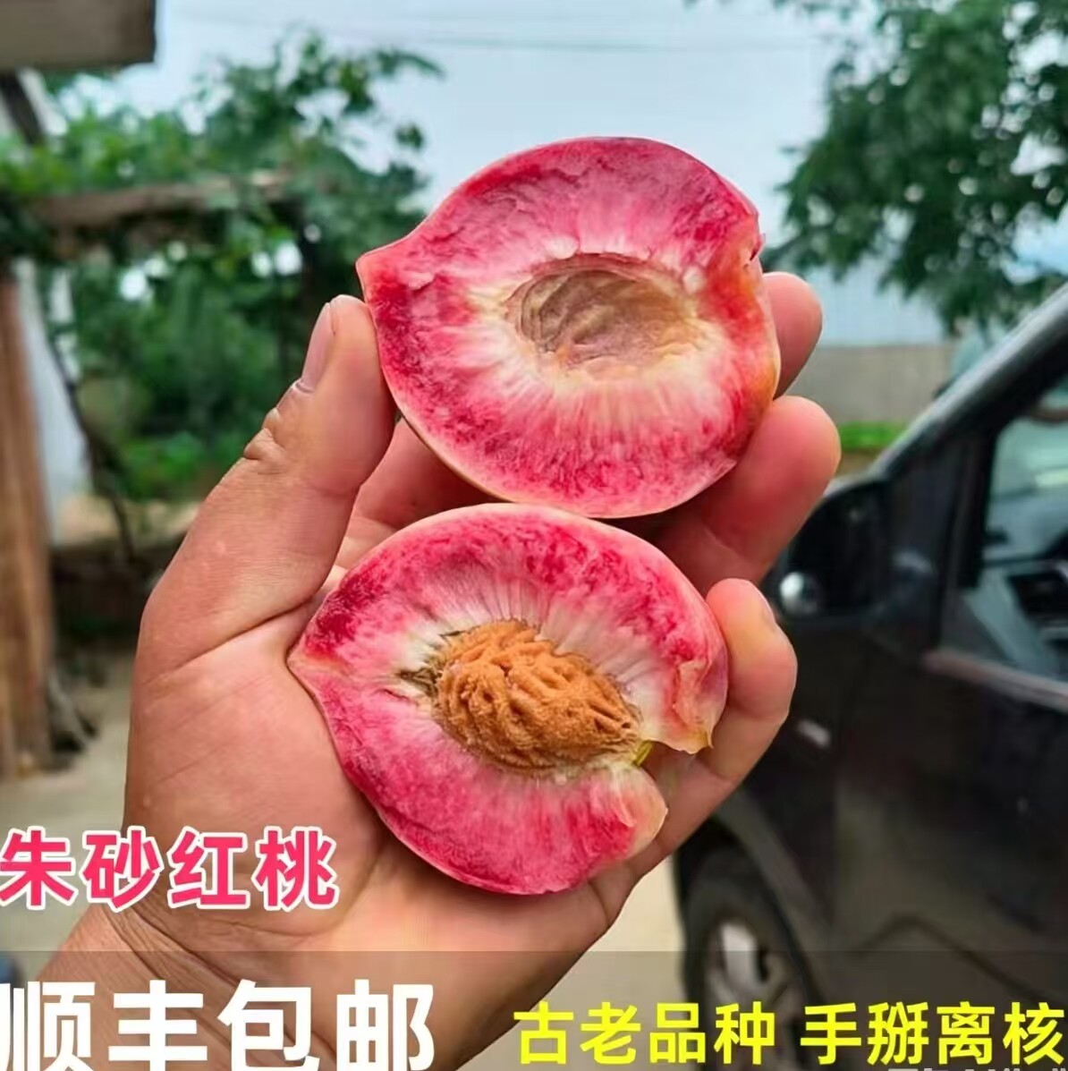 顺丰 晚熟个大 正宗泌阳县马谷田镇朱砂红血桃现摘新鲜紫英桃应季