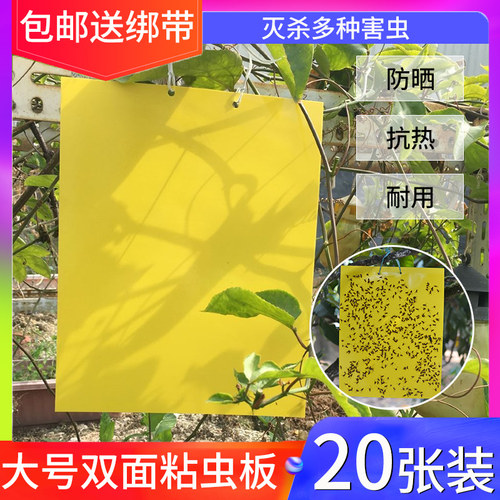 双面飞虫针锋果园菜地大棚黄板
