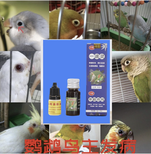 鹦鹉鸟玄凤牡丹虎皮单眼伤风眼睛睁不开闭眼鸟用预防