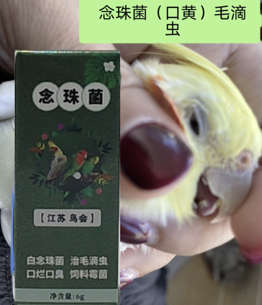 增强食欲毛滴虫健脾开胃口黄玄凤虎皮牡丹鸟类预防备用药
