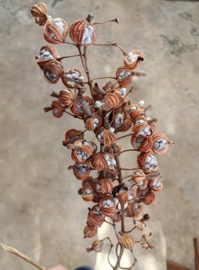 带杆砂仁果 太阳晒干  药食同源 去异增香健胃宫寒卤料煲汤炖肉等