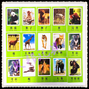 小学幼儿园教师教学教具卡片儿童早教卡片认识动物图片彩色大卡片