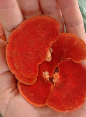中药材纯干菇子实体包邮牛樟芝