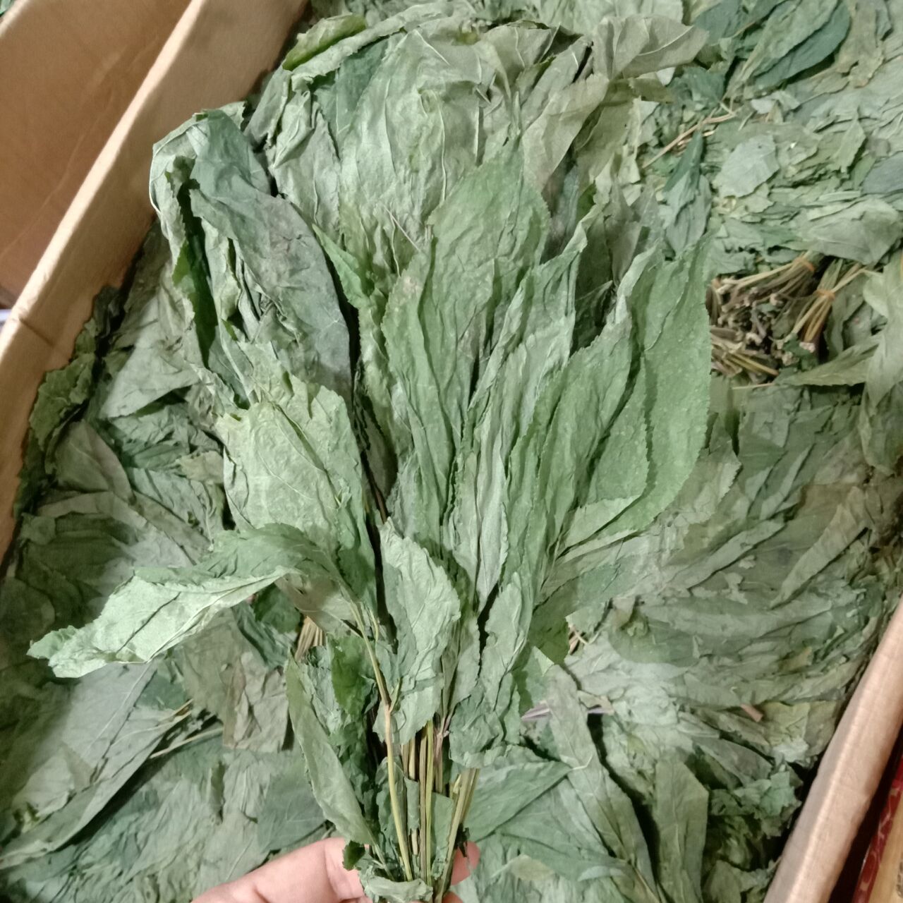 人参叶100g 中药材人参茎叶泡茶散装非500克包邮另售三七花山楂片