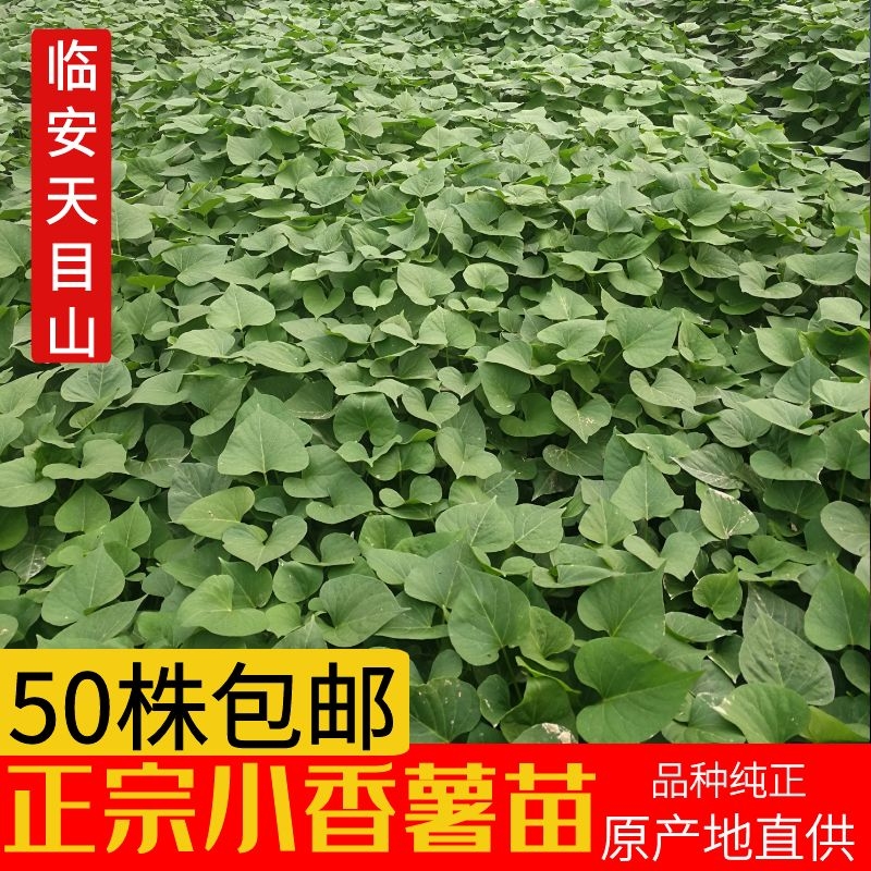 临安小香种植苗地瓜山芋红薯藤