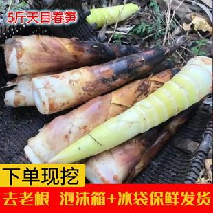 临安天目山春笋新鲜现挖羊毛笋高节笋雷笋竹笋鲜笋孵笋农家蔬菜