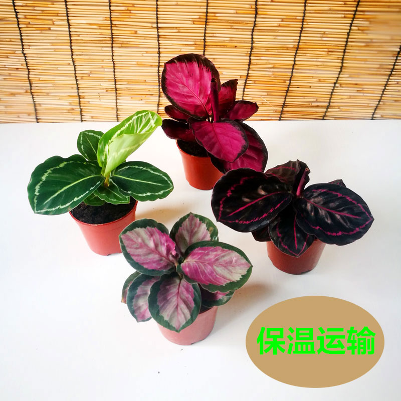 竹芋植物观叶室内花红美丽青苹果豹纹孔雀彩美丽红玫瑰竹芋盆栽