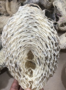 靓大刺龟鱼皮刺豚皮刺鲍鱼海胆皮煲汤暖胃胶质多海鲜干货500克