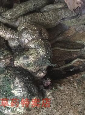 紫藤盆景老树桩雀梅现挖杜鹃花