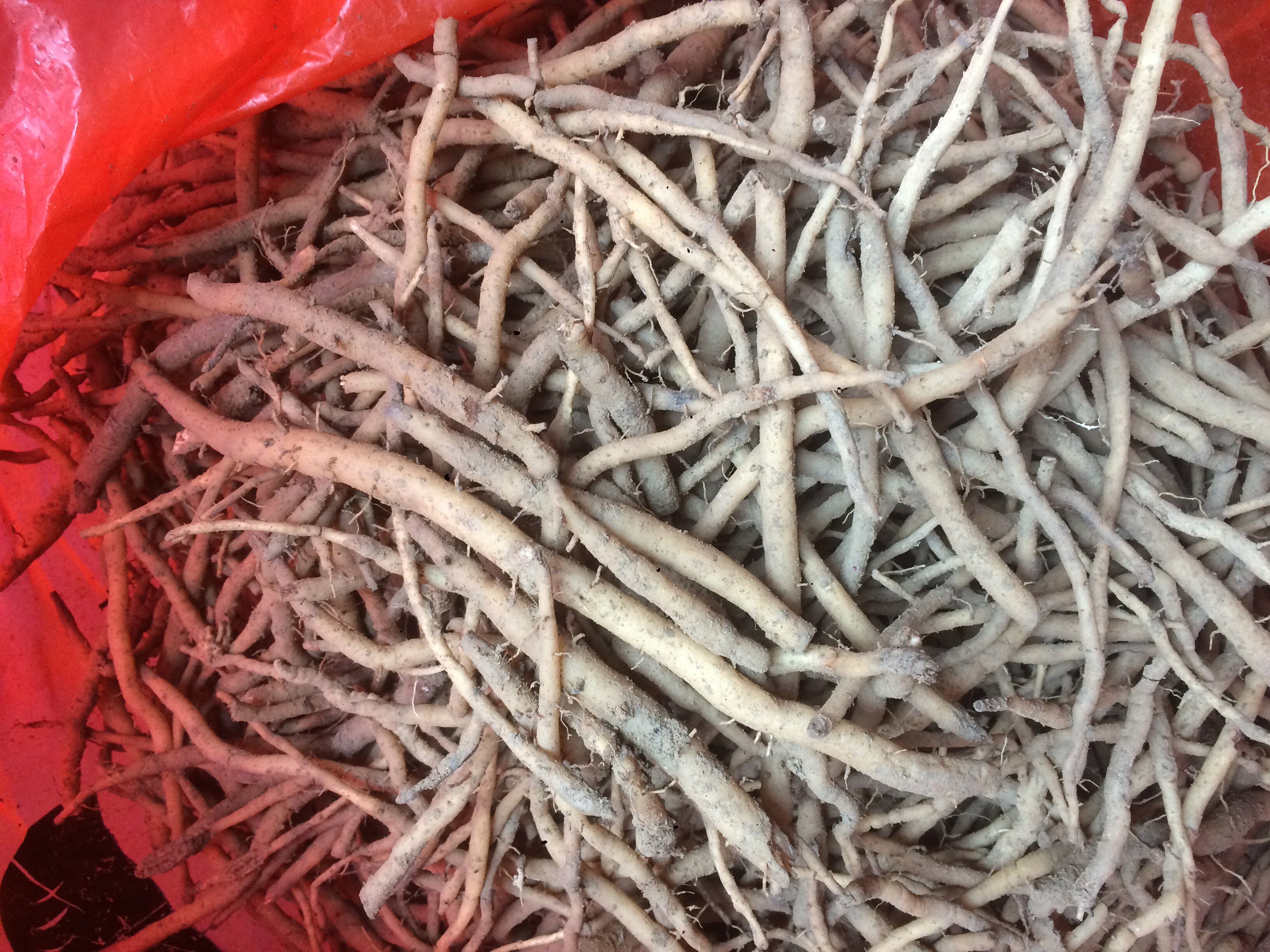 10斤种植新鲜土太子参菜头肾补腰痛养肝养肺煲汤外用泡酒药材